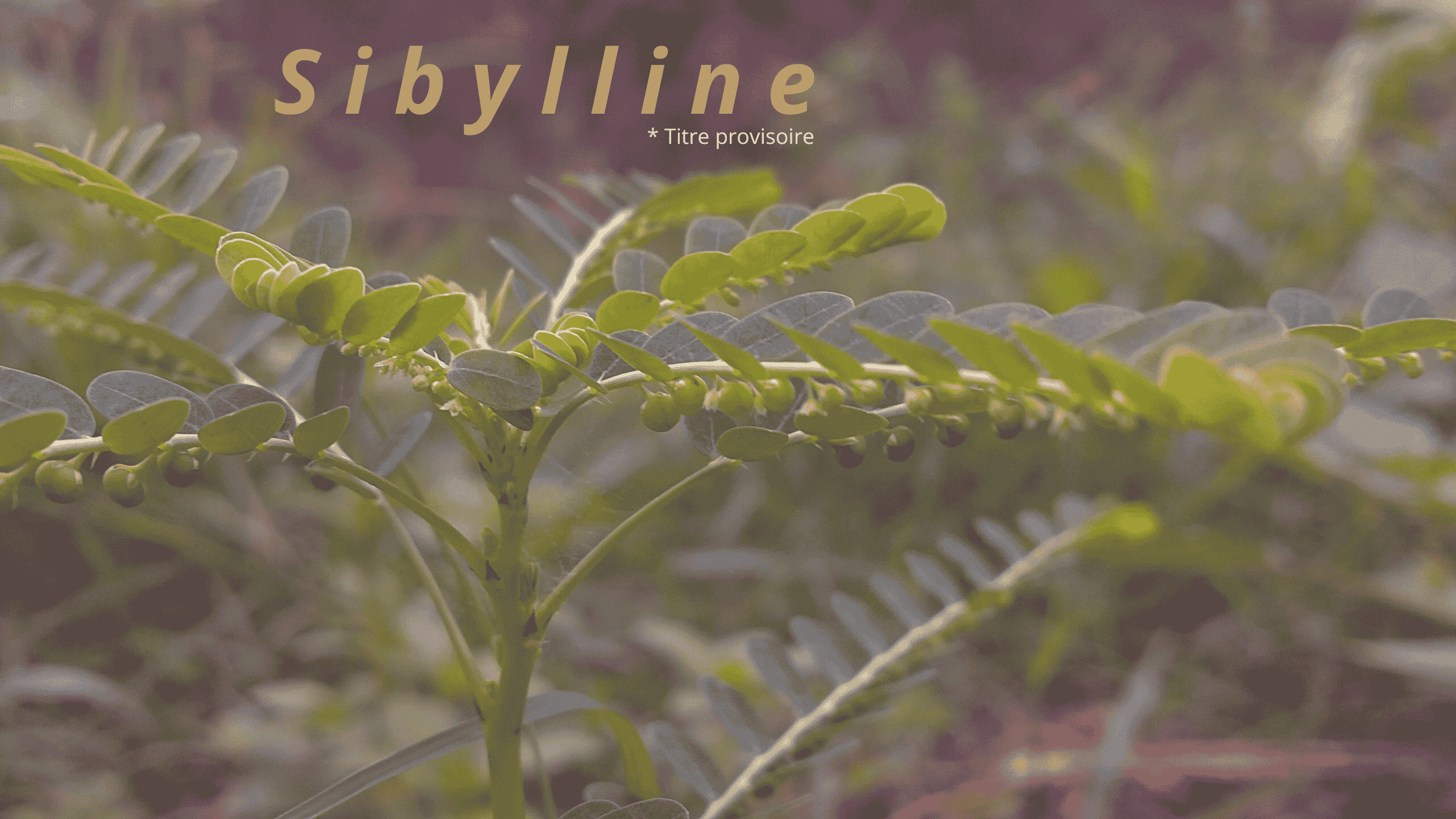 Sibylline *